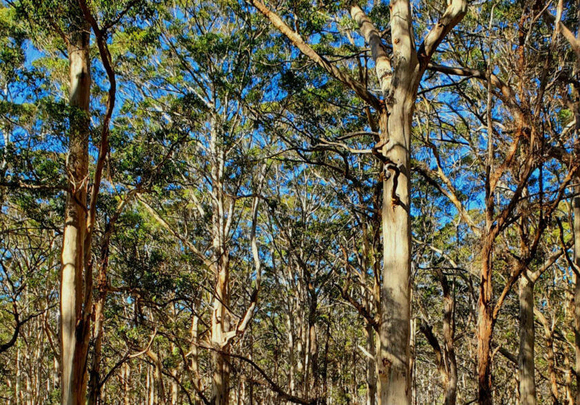 Spear Trees